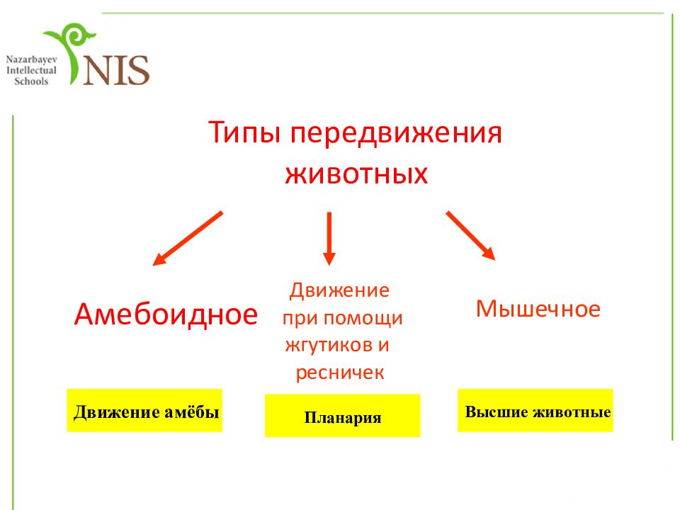 Движение беспозвоночных и позвоночных. Органы передвижения животных. Органы передвижения беспозвоночных. Типы движения у животных амебоидное движение. Эволюция органов передвижения животных.