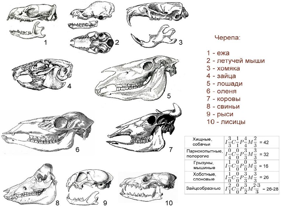 Формула зубов китообразных. Черепа млекопитающих различных отрядов. Отряды млекопитающих строение черепа. Строение черепов млекопитающих разных отрядов. Зубная система млекопитающих по отрядам.