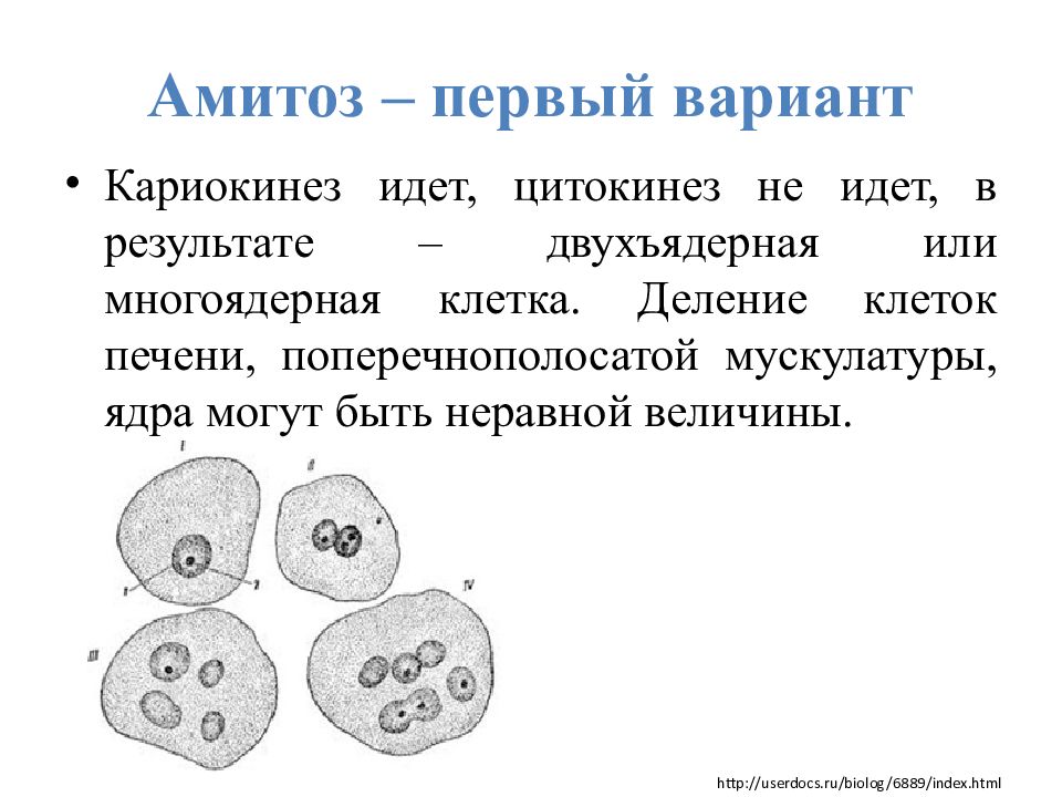 Кариокинез. Амитоз деление ядра. Амитоз в клетках печени мыши. Амитоз схема с пояснениями.