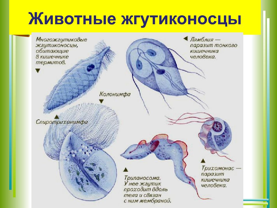 Презентация на тему жгутиконосцы 7 класс