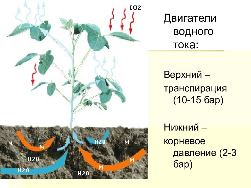 Факторы влияющие на транспирацию схема