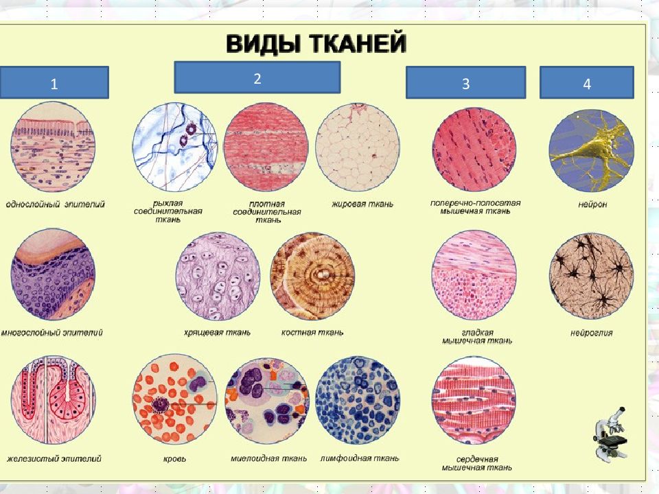 Схема ткани животных