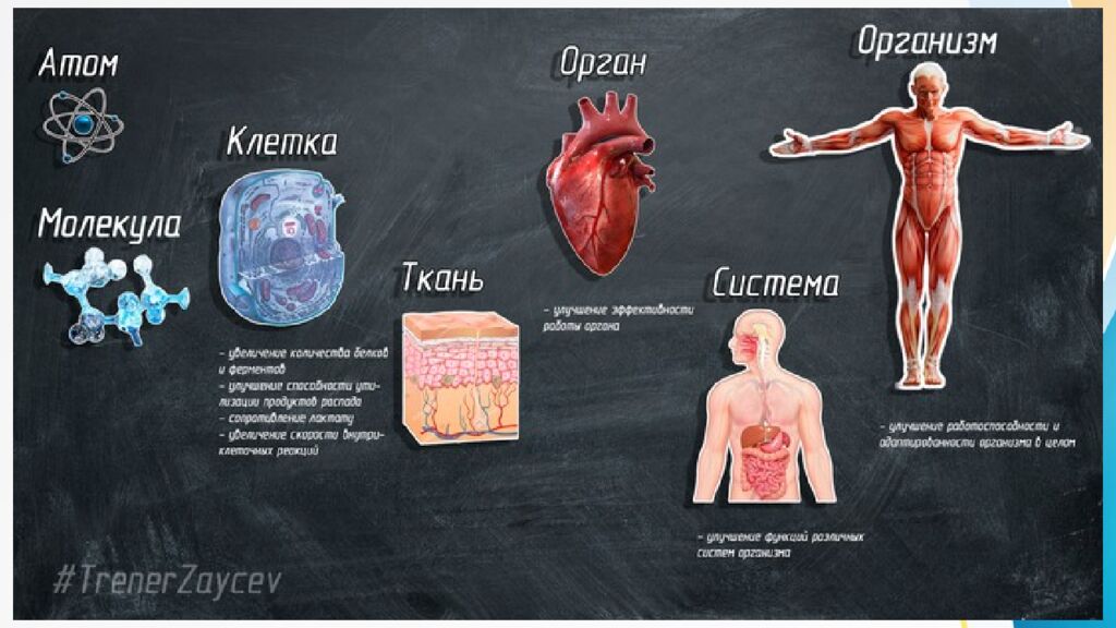 Адаптация. Срочная адаптация. Долговременная адаптация