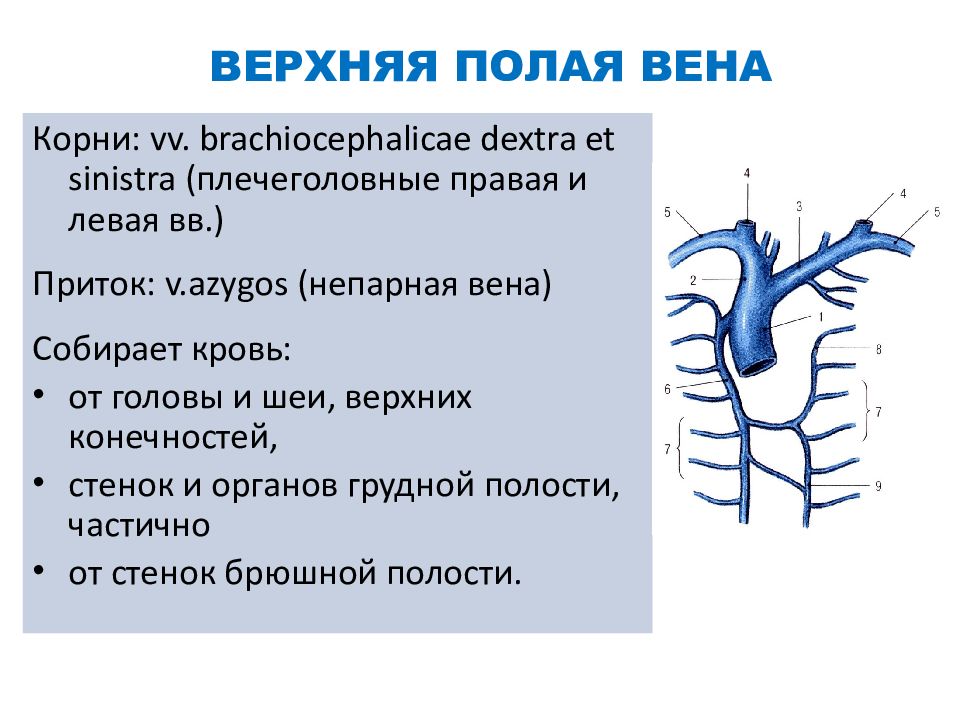 Система верхней полой вены схема