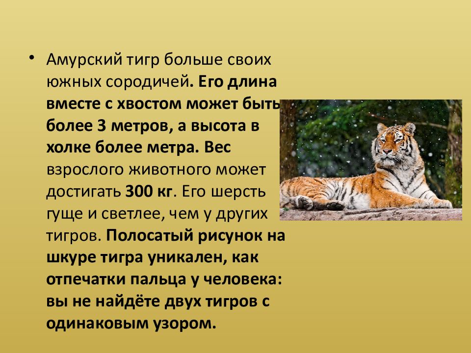 Тигр описание. Презентация на тему Амурский тигр. Уссурийский тигр презентация. Амурский тигр презентация 2 класс. Амурский тигр слайд.