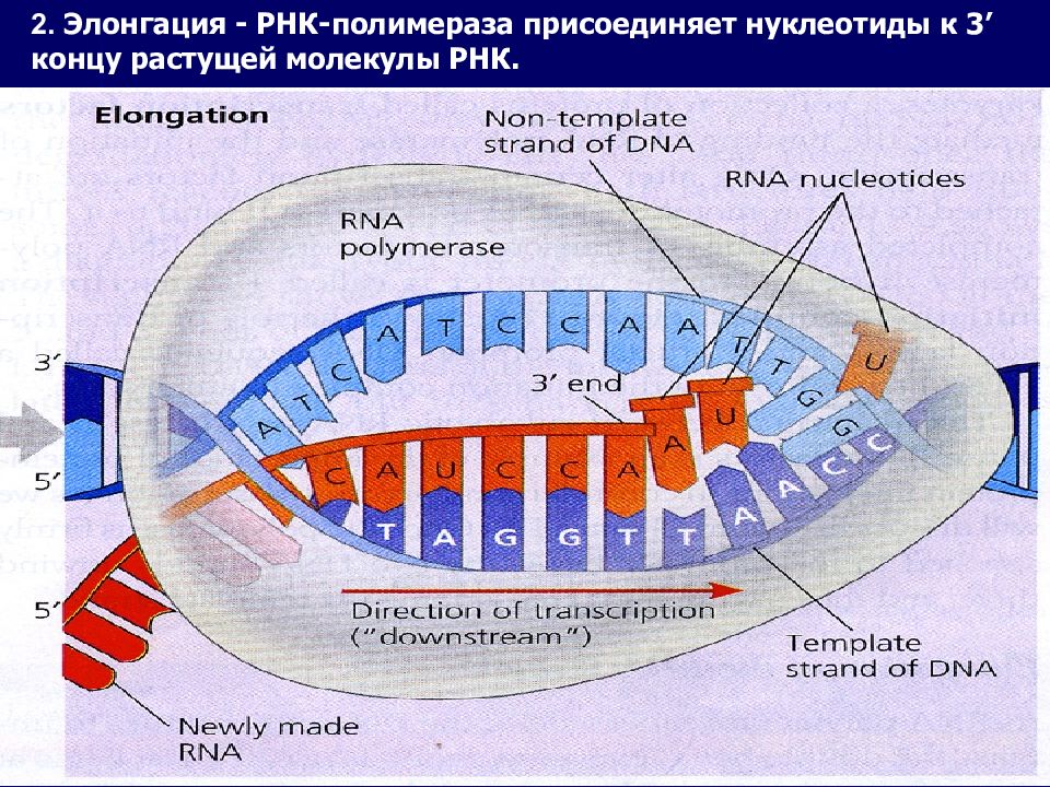Взлетная площадка для РНК.