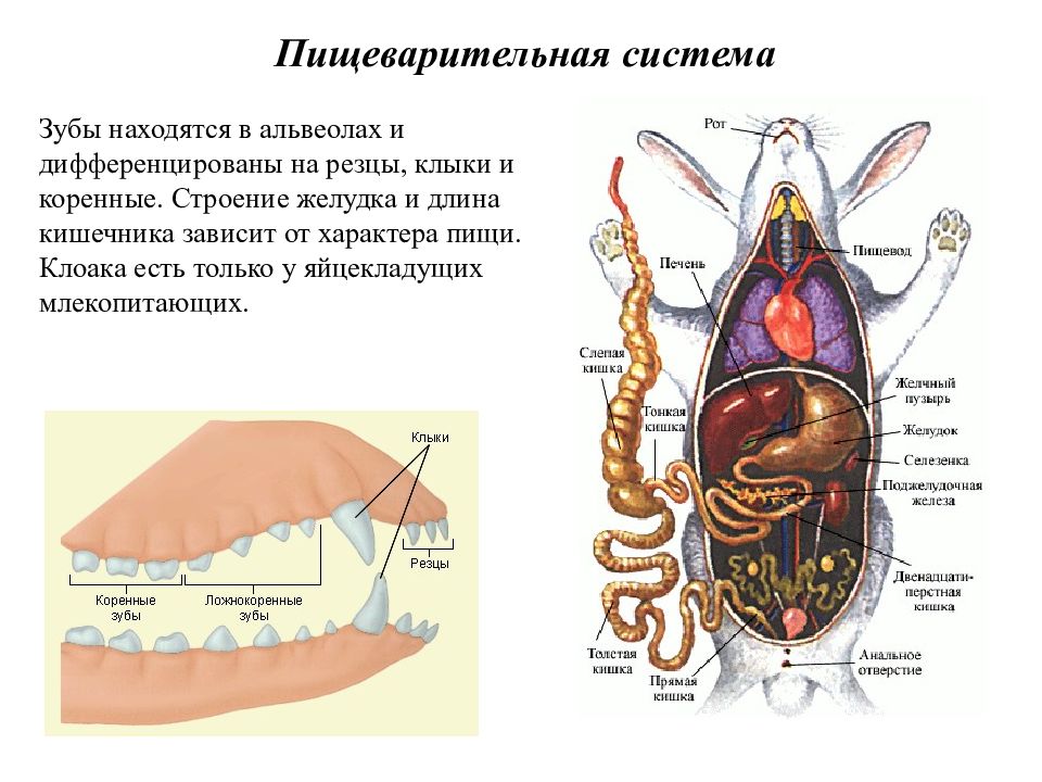 Используя рисунок 66 составьте план сообщения о внутреннем строении млекопитающих кратко