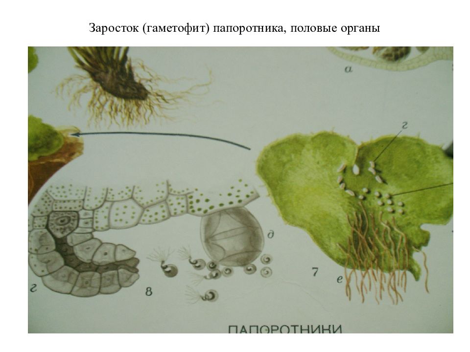 Гаметофит папоротника. Заросток гаметофит папоротника. Заросток щитовника. Папоротниковидные заросток. Заросток папоротника.