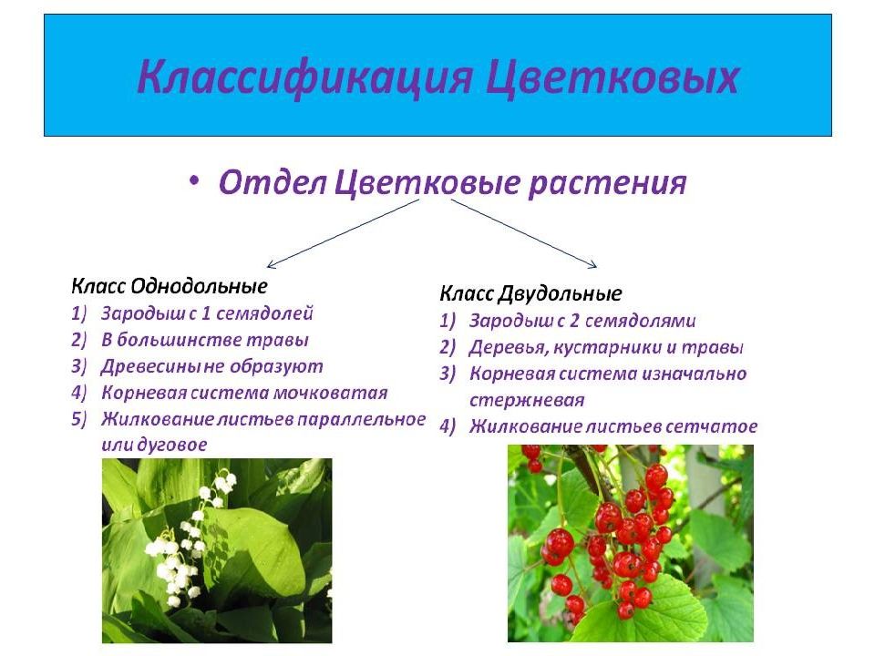 Покрытосеменные или цветковые 5 класс биология презентация