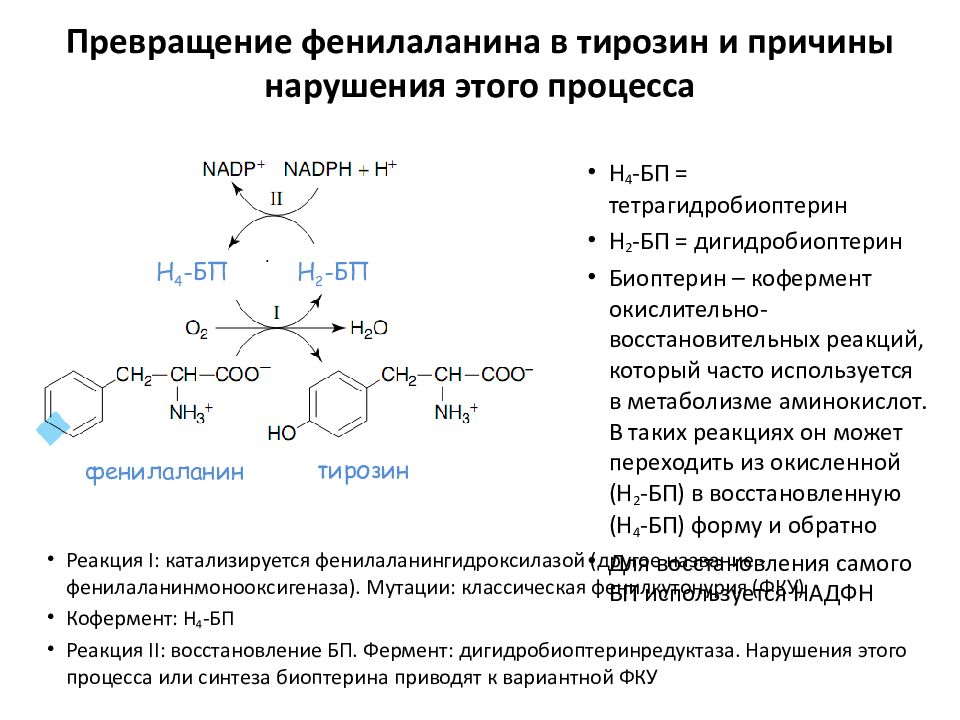 Фенилаланин биохимия. Превращение фенилаланина в тирозин. Тирозин кофакторы. Фенилаланин аминокислота метаболизм.