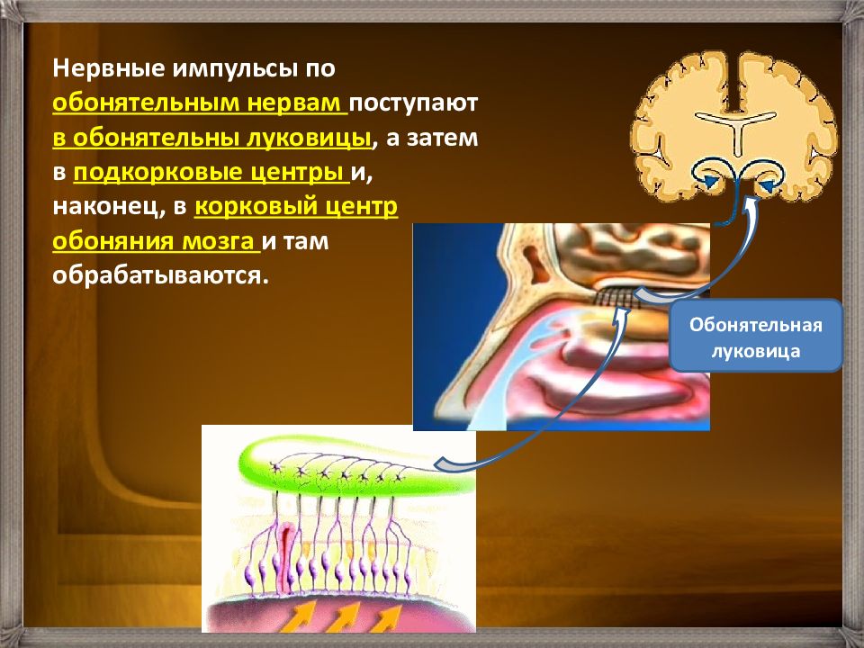 Нервные импульсы поступают. Подкорковые центры обонятельного анализатора. Корковый обонятельный анализатор. 8 Класс биология анализатор обоняния. Корковый анализатор обоняния.