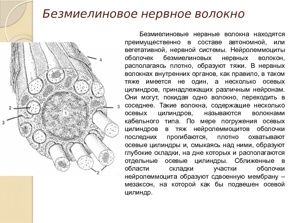 Образуют волокна. Безмиелиновые нервные волокна образованы. Локализация безмиелиновых нервных волокон. Безмиелиновое нервное волокно. Безмиелиновые нервные волокна расположены.