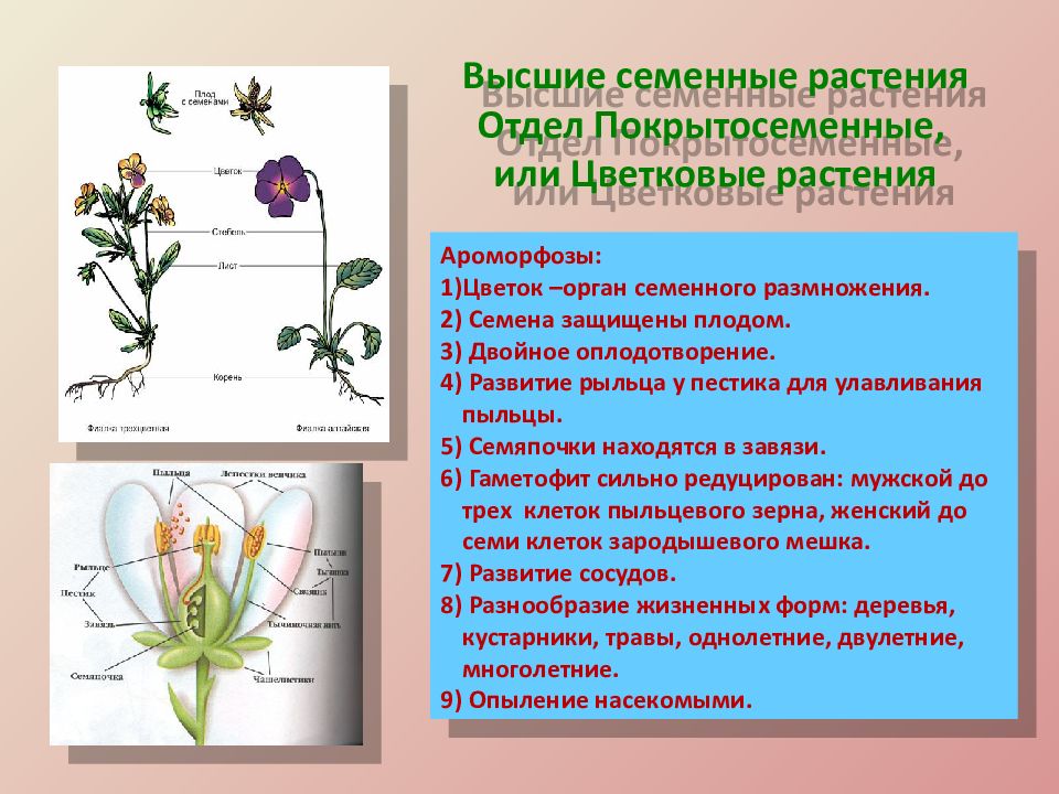 Ароморфоз покрытосеменных примеры. Ароморфозы цветковых растений. Ароморфозы покрытосеменных. Появление цветка у покрытосеменных. Ароморфозы растений по отделам.