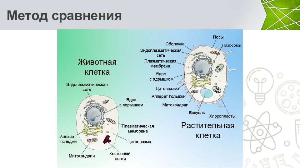 Презентация общая биология