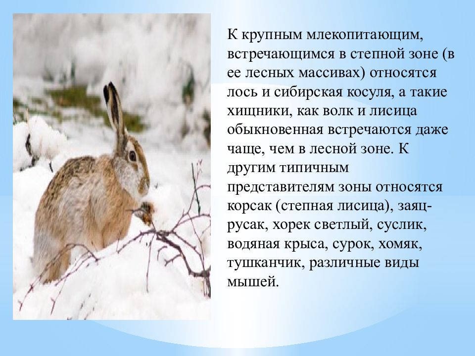 Разнообразие природы Челябинской области. Разнообразие природы родного края Челябинская область. Животные Челябинской области. Животный мир Челябинской области.