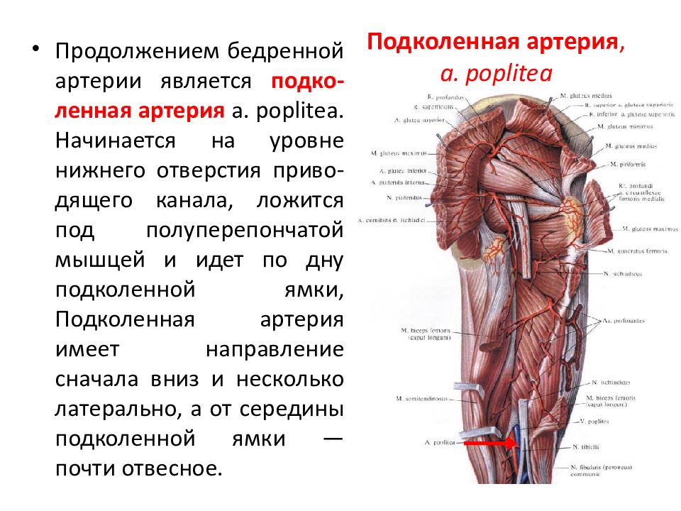 Коленная сеть артерии схема