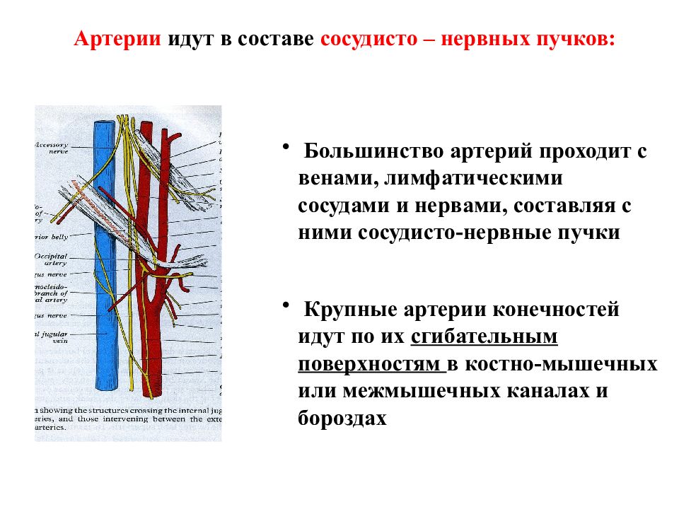 Сосудисто нервные пучки грудной стенки