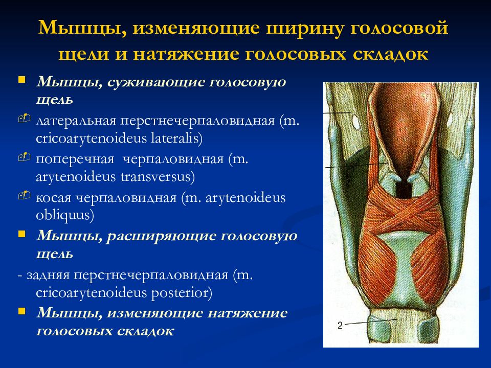 Мышцы гортани схема