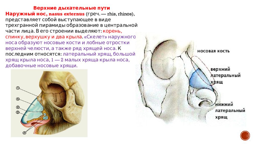 Строение наружного носа. Наружный нос анатомия дыхательная система. Верхние дыхательные пути наружный нос. Нос дыхательная система анатомия. Дыхательная система человека анатомия наружный нос.