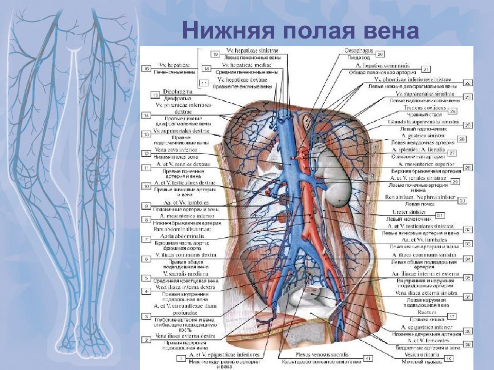 Нижняя полая вена в какой полости. Система нижней полой вены анатомия медунивер. Нижняя полая Вена анатомия. Верхняя и нижняя полая Вена на латинском. Вены анатомия верхняя полая Вена.