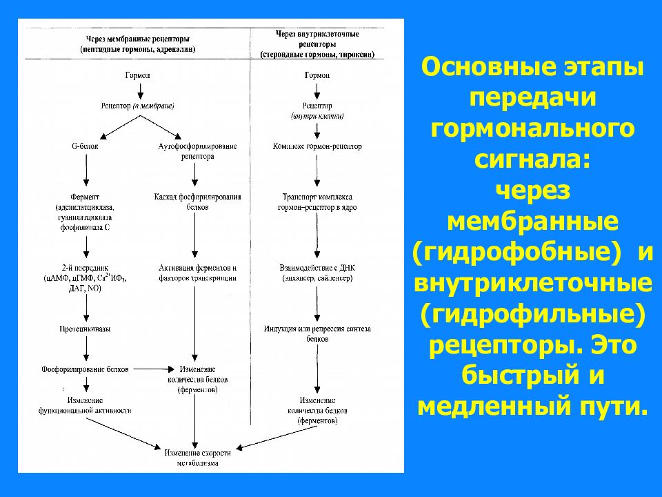Передачи гормональных сигналов. Внутриклеточный механизм гормонов. Мембранные рецепторы и внутриклеточная передача сигнала. Механизмы внутриклеточной передачи гормона. Механизм передачи гормонального сигнала в клетки мишени.
