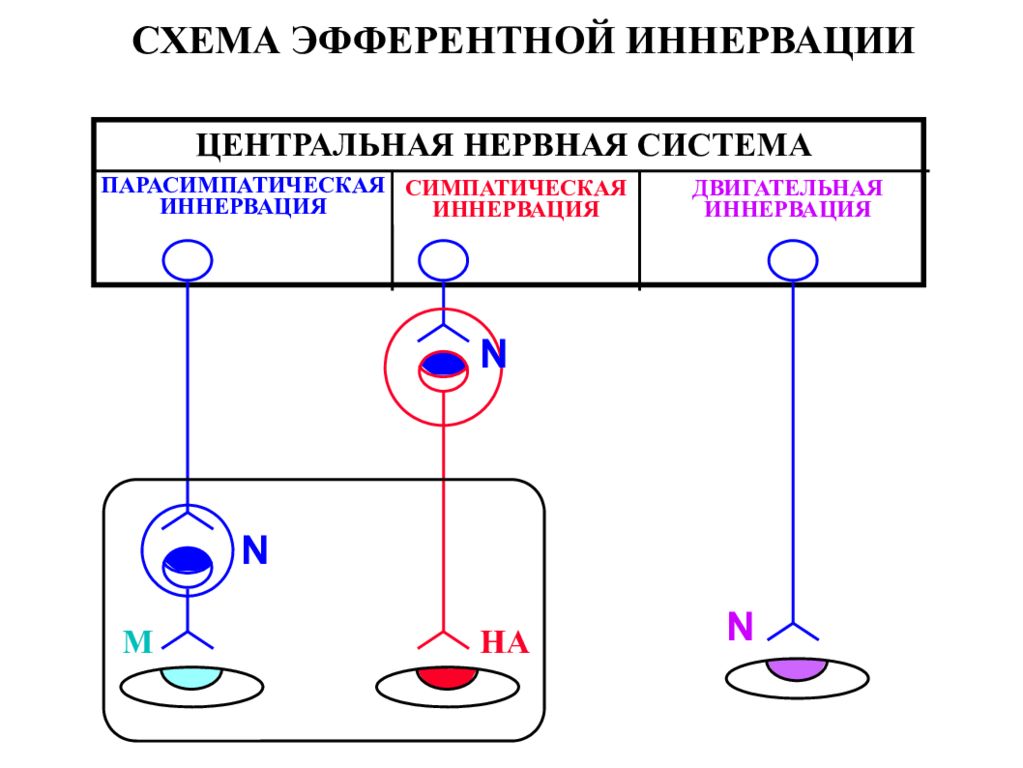 Эфферентная иннервация презентация