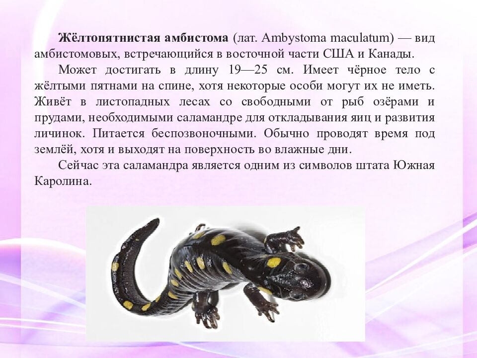 Классная работа Тема: МНОГООБРАЗИЕ И ЗНАЧЕНИЕ ЗЕМНОВОДНЫХ «Лягушкам только