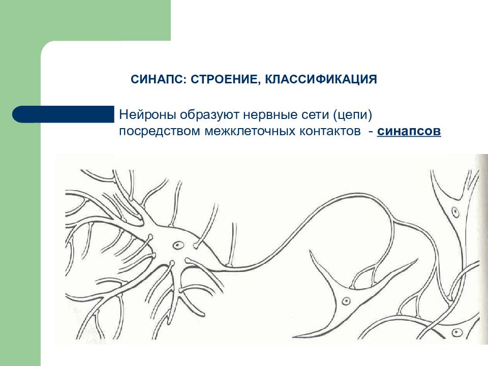 Нервная система типа нервной сети характерна для. Нервная сеть. Строение нервной сети. Нервная сеть рисунок. Нервная сеть человека анатомия.