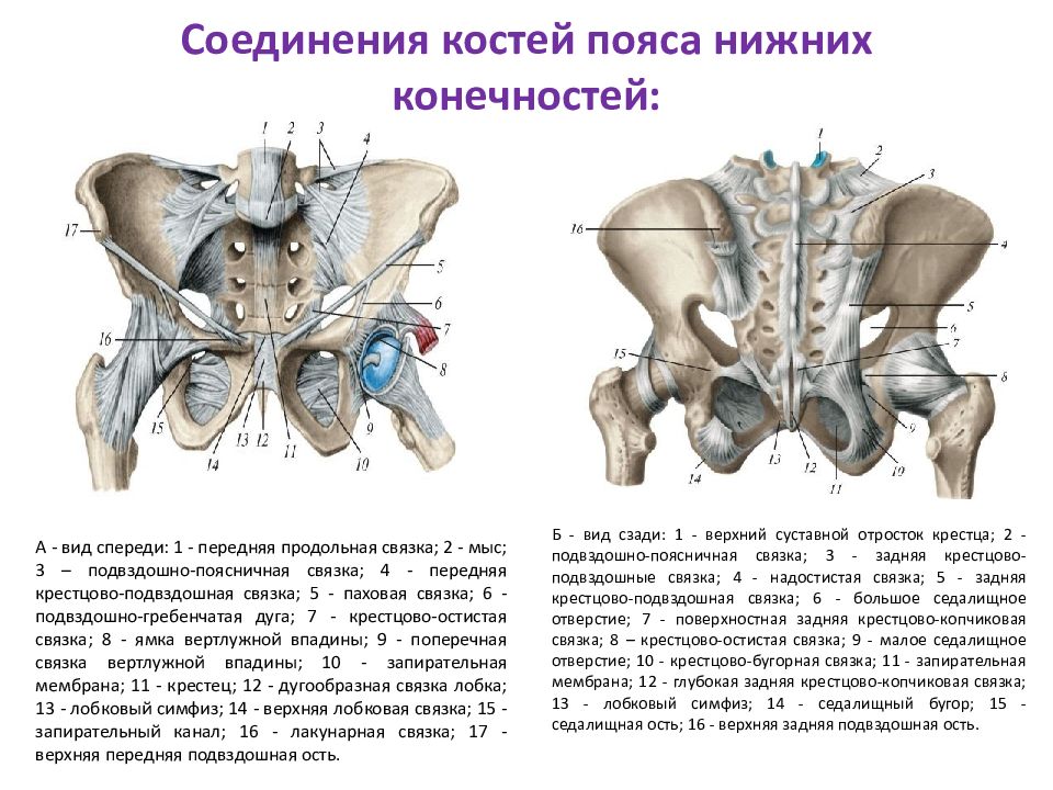 Соединение костей пояса. Соединение костей таза вид спереди. Кости таза соединены спереди. Соединение костей пояса нижних конечностей.