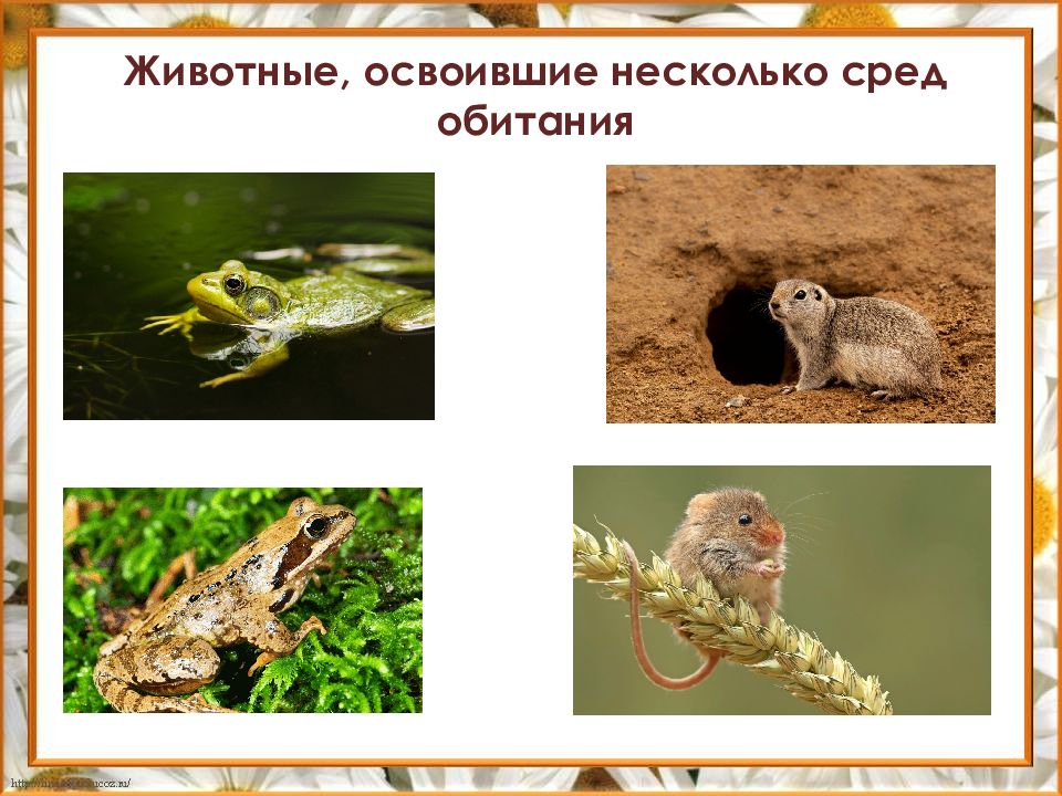 Окружающий мир 3 класс среда обитания животных. Среды обитания животных. укажите среду обитания животного. укажите среду обитания животного в период размножения.. в двух средах обитает.