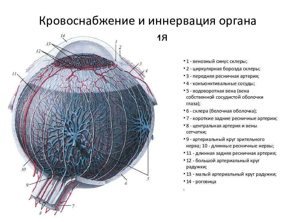 Кровоснабжение и иннервация. Иннервация роговой оболочки глаза. Строение глаза кровоснабжение иннервация. Глазное яблоко строение иннервация и кровоснабжение. Сосуды и нервы органа зрения.