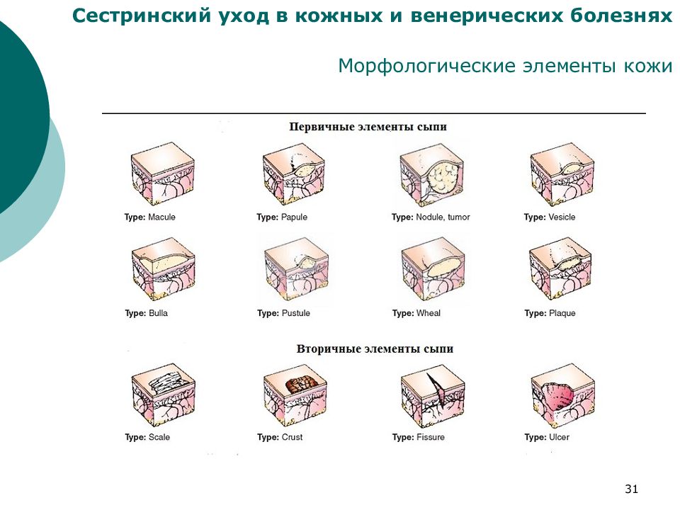 Первичные морфологические элементы презентация