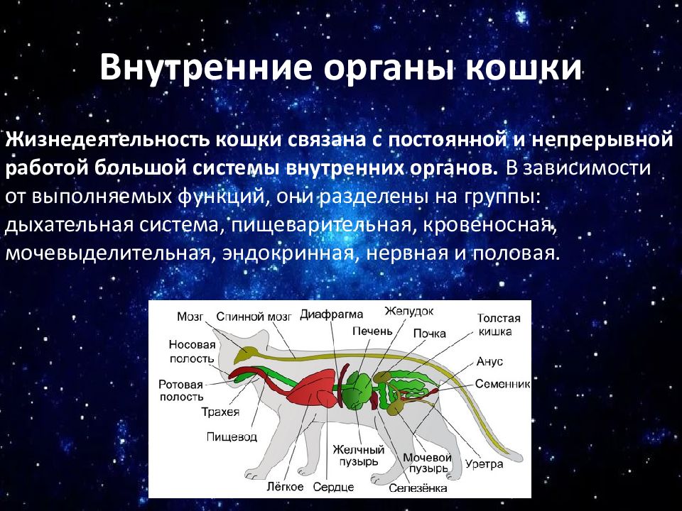 Рассмотрите фотографию кошки выберите характеристики соответствующие внешнему строению кошки