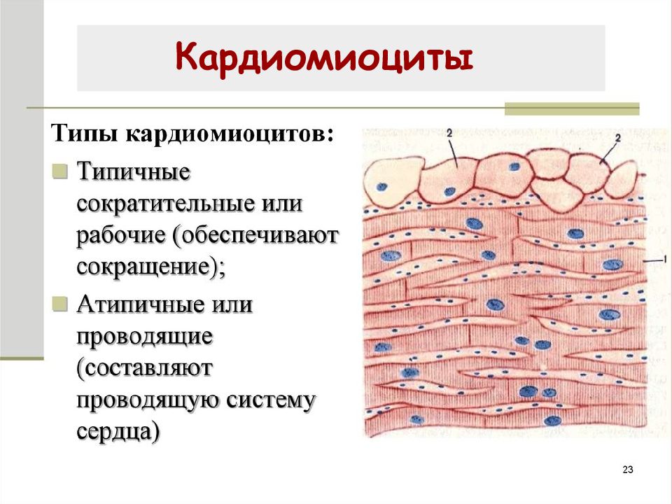 Кардиомиоциты