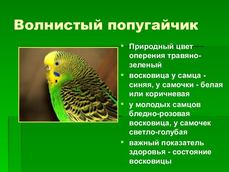 У продавца птиц зеленых попугайчиков было в 4 раза больше чем желтых схема