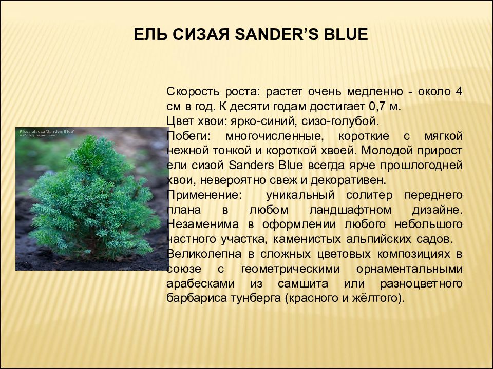 Применение ели. Скорость роста сизой ели. Ель голубая скорость роста. Ель применение. Голубая ель скорость роста в год.