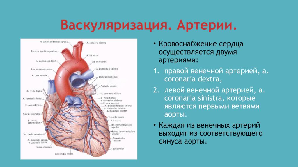 Кровоснабжение сердца. Васкуляризация сердца. Кровоснабжение сердца осуществляется. Васкуляризация артерии. Васкуляризация сердца анатомия.