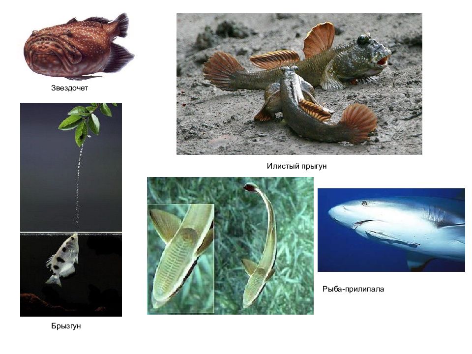 Зоологию позвоночных животных. Рыбы Зоология. Зоология костные рыбы. Рыба брызгун презентация. Костистые рыбы прилипалы.