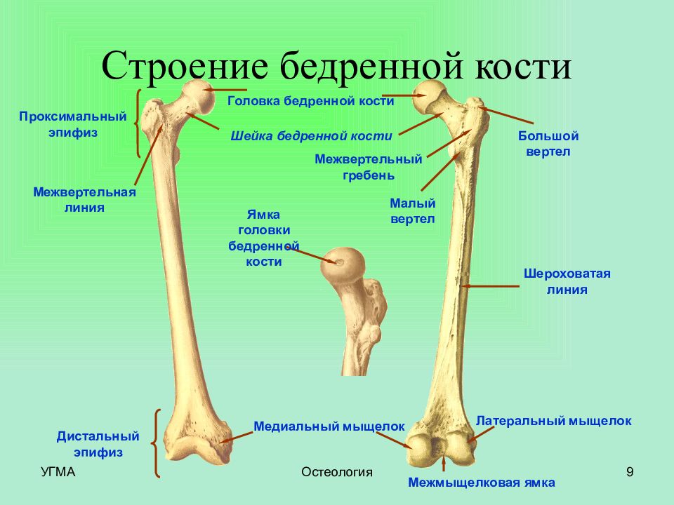 Кость большой вертел. Бедренная кость проксимальный эпифиз. Межвертельный гребень бедренной кости. Бедренная кость проксимальный и дистальный эпифизы. Проксимальный отдел бедренной кости строение.