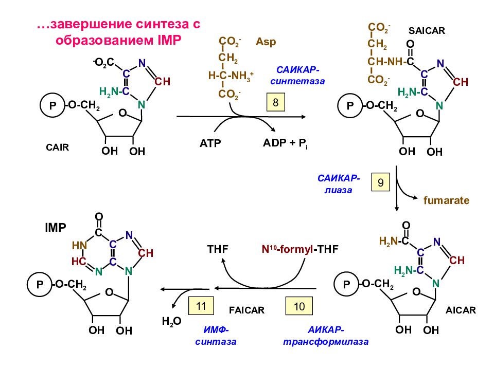 Нуклеотиды место синтеза. Синтез ИМФ схема. ИМФ формула биохимия. Метаболизм пуриновых нуклеотидов. Синтез амф из ИМФ.