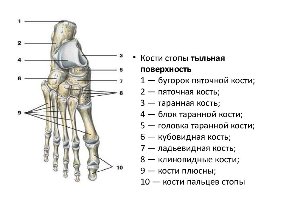 Строение стопы анатомия. Таранная кость стопы анатомия. Кости предплюсны стопы анатомия. Кости стопы предплюсна плюсна фаланги. Кубовидная кость стопы анатомия строение.