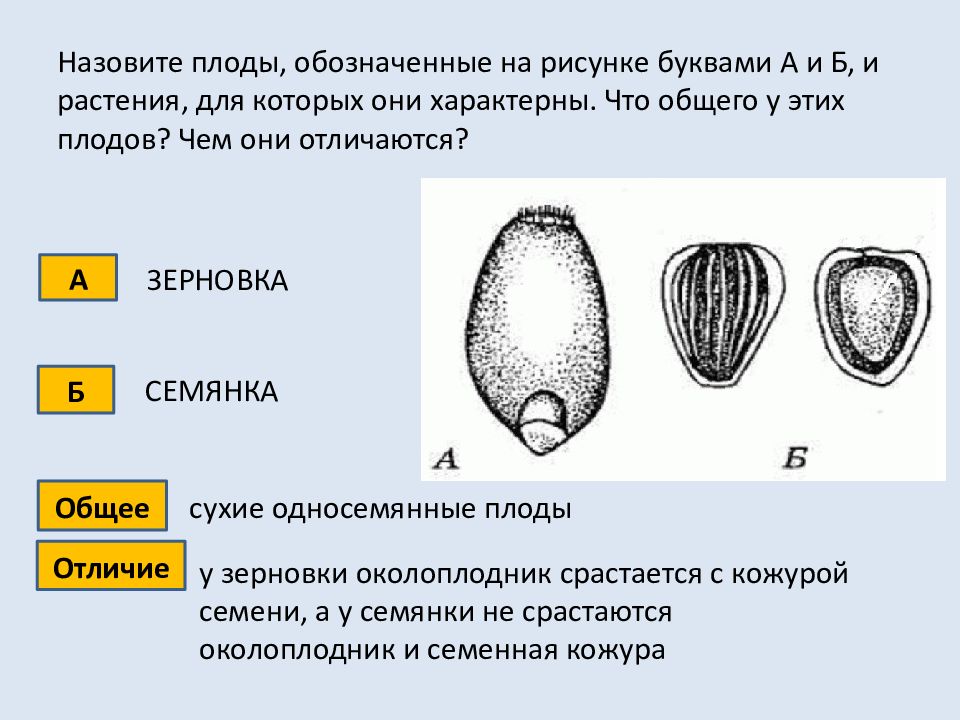 Назовите плод разрез которого изображен на рисунке какие элементы строения обозначены