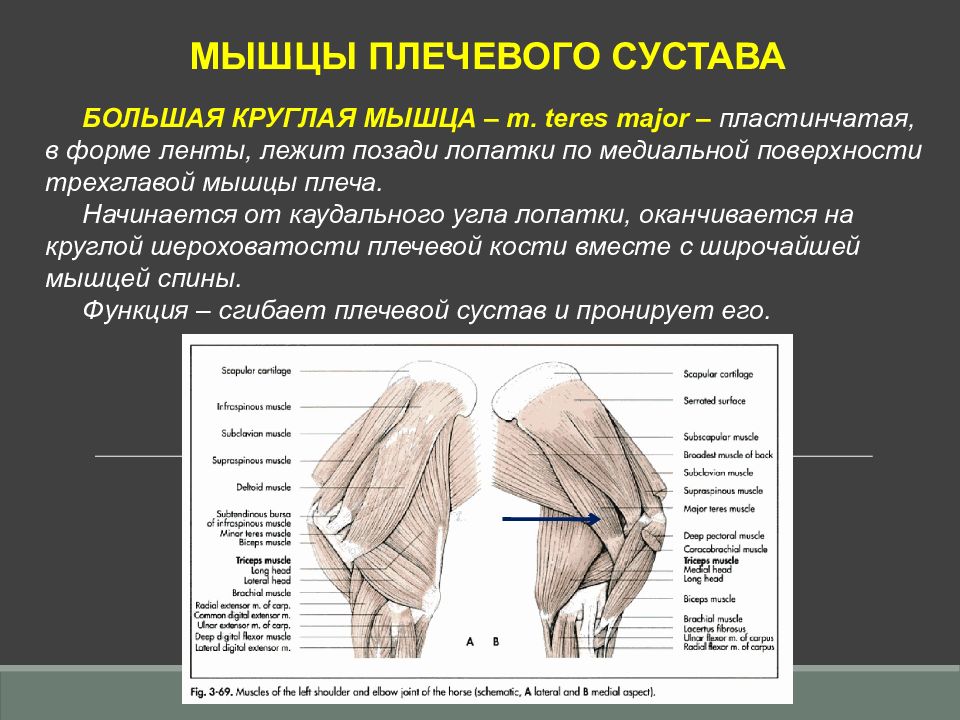 Наличие трех пар конечностей на груди. Общие данные о мышцах. Функциональные типы грудных конечностей. Состав грудной конечности7. Сустав грудной конечности до препарирования.