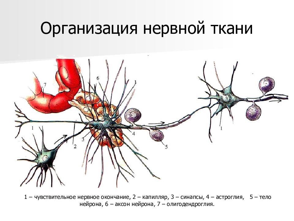 Организация нервной ткани. Олигодендроглия. Олигодендроглия классификация. Рога в нервной ткани.
