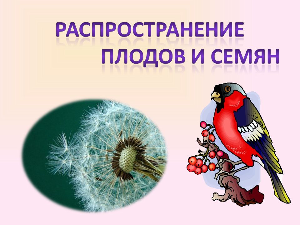 Распространение плодов и семян. Распространение семян презентация. Распространение плодов и семян презентация. Распространяет семена растений.