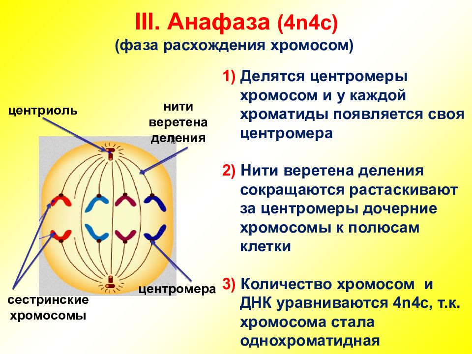 Презентация на тему деление клетки митоз