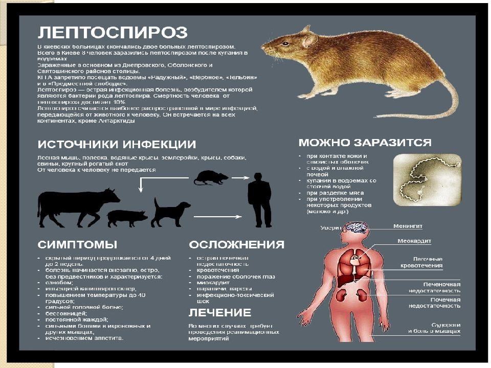 Лептоспироз собак презентация