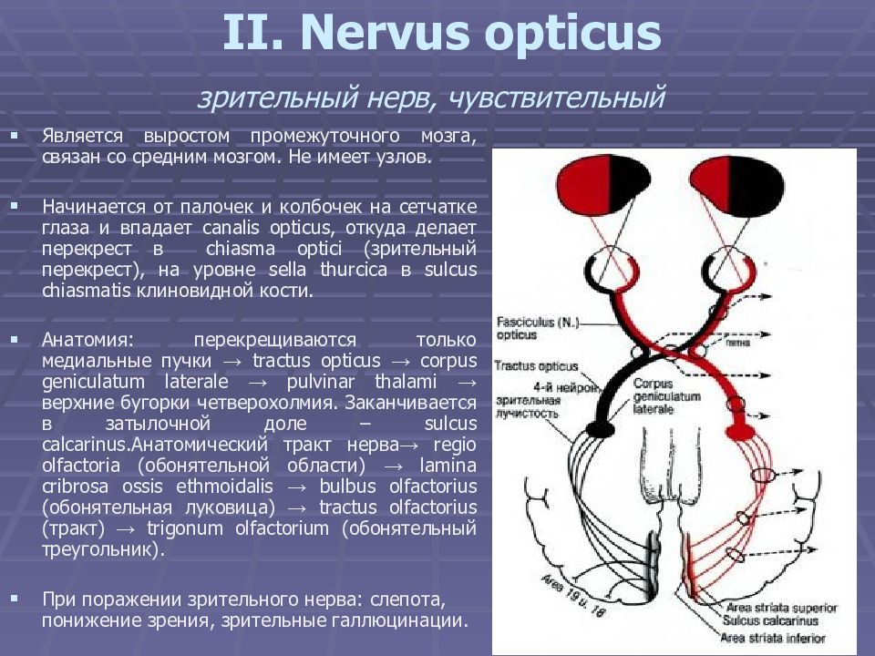 Презентация зрительный нерв