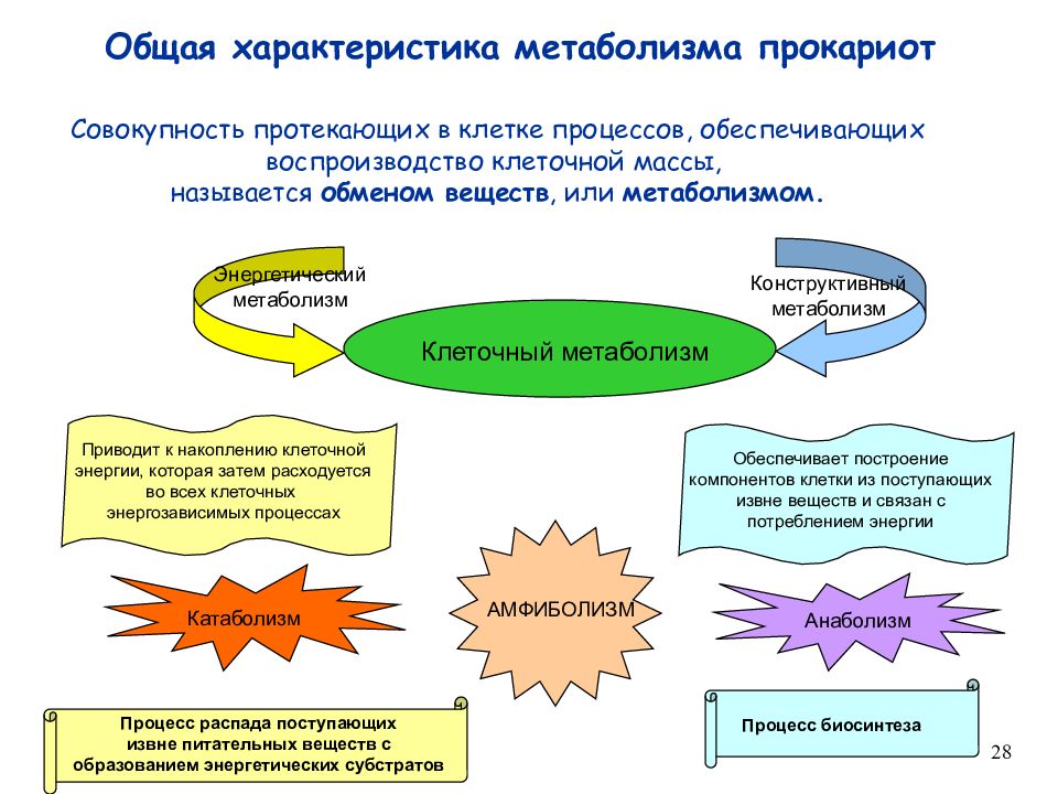 Обмен веществ свойства. Общая характеристика метаболизма прокариот. Особенности метаболизма прокариот. Общая характеристика метаболизма. Конструктивный метаболизм прокариот.