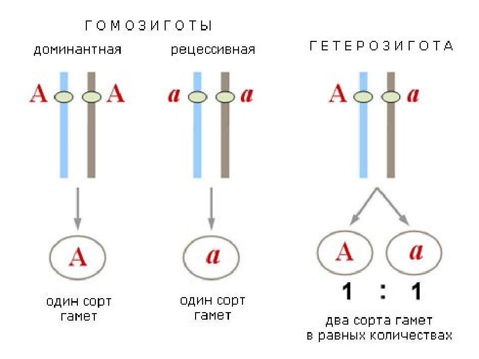 Схема взаимного расположения генов составляющих одну хромосому называется